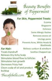 Peppermint is an aromatic herb in the mint family. The Beauty And Health Benefits Of Peppermint Oil Peppermint Oil Benefits Peppermint Essential Oil Beauty