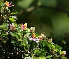 Image result for Grewia forbesii