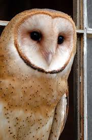 The Smoky Mountain Hiking Blog Gsma Owl Prowl Smoky Mountains Hiking Animals Beautiful Owl