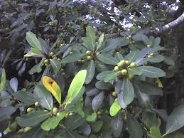 Image result for Ficus craterostoma
