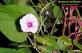 Image result for Ipomoea parasitica