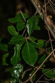 Image result for Hippocratea crenata