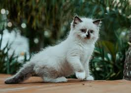 These kittens love to be cuddled and to curl up on your lap. Feline Ragdoll Cattery Buy Ragdoll Kittens Ragdoll Cats We Breed Diffrent