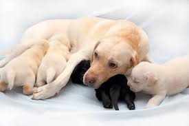 Puppies usually stay close to their mother for one year, but even after still live together. Checklist How To Help A Labrador Give Birth World Of Dogz