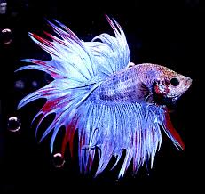 Prize Winning Betta Fish Freshwater Aquarium Fish Tropical Fish Aquarium