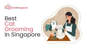 58 club st singapore 069433. The 12 Options For The Best Cat Grooming In Singapore 2021