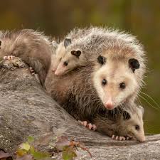 They're actually a boon to gardeners because they eat pests like. 10 Things You Didn T Know About Opossums