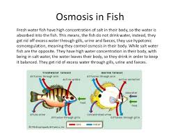 What is osmosis in biology. Biology Osmosis Presentation