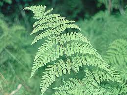 Image result for Hypolepis