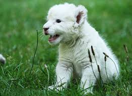 A monkey can be a challenging but rewarding pet. 10 Most Expensive Pets Hello Travel Buzz