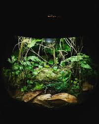 Image result for Heteromorpha stenophylla