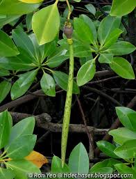 Image result for Rhizophora