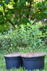Fruhbeere Myberry Sweet In 2020 Heckenkirsche Blaubeeren