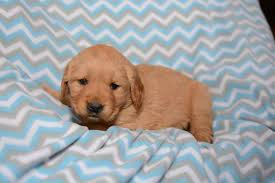 Golden Retriever Puppy For Sale In Harrisburg Il Adn 68390 On Puppyfinder Com Gender Female Age 4 Retriever Puppy Golden Retriever Golden Retriever Puppy