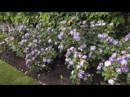 A neat bushy habit makes rose 'blue for you' easy to care for and a lovely addition to mixed borders. Rose Blue For You Pejamblu Youtube