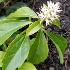 Image result for Buxaceae