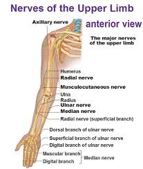 It consists of three sections, the upper arm, forearm, and hand. Nerves Of The Upper Limb Anterior View Diagram