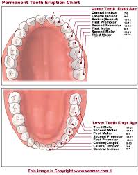 Eruption Of The Teeth Richard S Venmar D M D P C