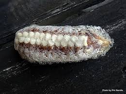 While this picture truly shows a praying mantis egg case on a christmas tree (it was originally posted to facebook in december 2017), social. New Zealand Praying Mantis Eggcase Manaaki Whenua
