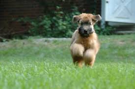 Soft coated wheaten terrier puppies for sale. Banner Wheatens