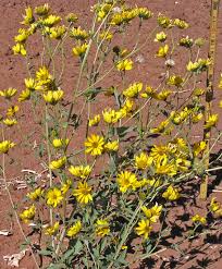 Image result for Verbesina encelioides