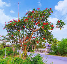 Cây osaka đỏ giá rẻ tại vườn uy tín giao toàn quốc