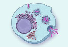 Image result for Intracellular Bacteria