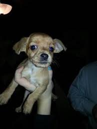 As puppies, doxies are eager for affection. Mauxie Dachshund Maltese Designer Mix Puppies 1 Female Left For Sale In Stacy Minnesota Classified Americanlisted Com