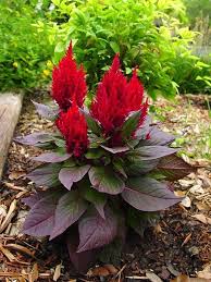 Celosia Plants Annual Plants Trees To Plant