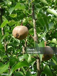Image result for Pyrus pyrifolia