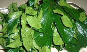 4 Health Benefits Of Ugu Leaves Pumpkin Leaves In Your Diet Pumpkin Leaves Pumpkin Vegetable Health Tips