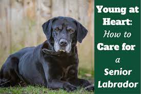 She was loyal to a fault and gave our family over 16 lovings years. Caring For Your Senior Labrador Health And Happiness To The End