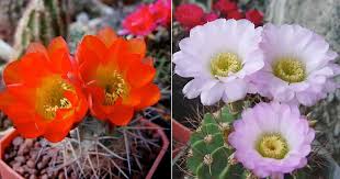 Growing Acanthocalycium Cactus: How To Care For Barbed Wire Cactus