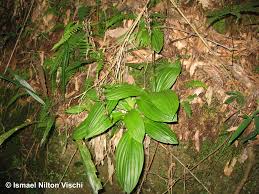 Image result for Liparis nervosa