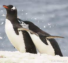 From stellar penguin parent to human parent, here are some of the penguin practices we all can learn from. Climate Change And Human Activities Threatens Picky Penguins Eurekalert Science News