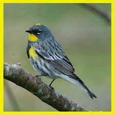 Birds Of Central Oregon Coast Vancouver Island Birds Travel Vancouver Island Birds Animal Pictures