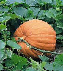 Image result for giant pumpkin
