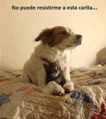 Los Gatos Mas Adorables Llegaron Para Endulzar Tu Semana Perros Lindos Humor Divertido Sobre Animales Gatos