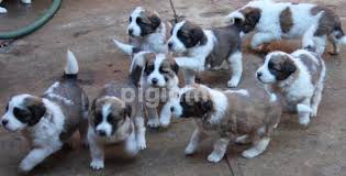 Bernard puppies pile on the pounds in their first few weeks of life! Saint Bernard Puppies Pigiame