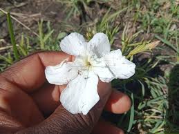 Image result for Cycnium