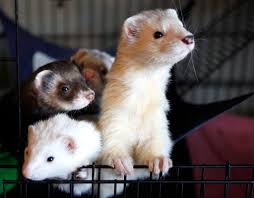 If you are looking for a pet ferret that is matched to your personality, lifestyle, and home, then you should consider getting your ferret at a ferret shelter. De Blasio S Latest Break With His Predecessors Ending A Ban On Ferrets The New York Times