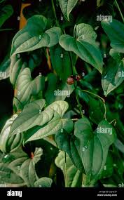 Image result for Polystachya lawrenceana