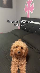 Hey Mom How Much Did I Cost Goldendoodle