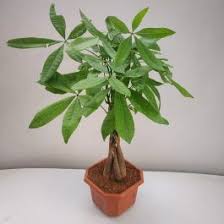 Check spelling or type a new query. Pachira Aquatica Money Tree Archives Nursery Buy
