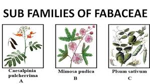 Image result for Fabaceae subfamily Mimosoideae