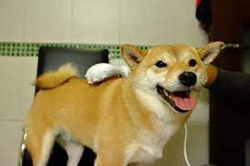 柴犬開箱 petaum寵物專用梳毛吹風機 讓毛孩再也不怕洗澡吹風 極致舒適的梳毛烘乾體驗 翰寶寶與小珊珊的旅遊美食生活手札