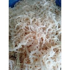 Pengolahan rumput laut kering menjadi makanan. Rumput Laut Kering Normal Buat Minuman 500g Shopee Indonesia