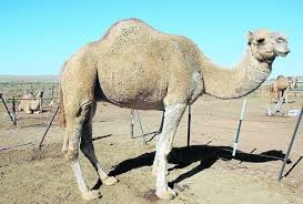 Egypt luxury custom tours and holidays. Support Growing For Camel Abattoir Farm Online Australia