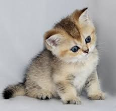 Scottish Folds And British Shorthair Kittens For Sale British Shorthair Kittens British Shorthair Cats Cats