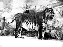 Whether you write them by hand or print them at home, check out our selection of return address labels. Caspian Tiger The White Review